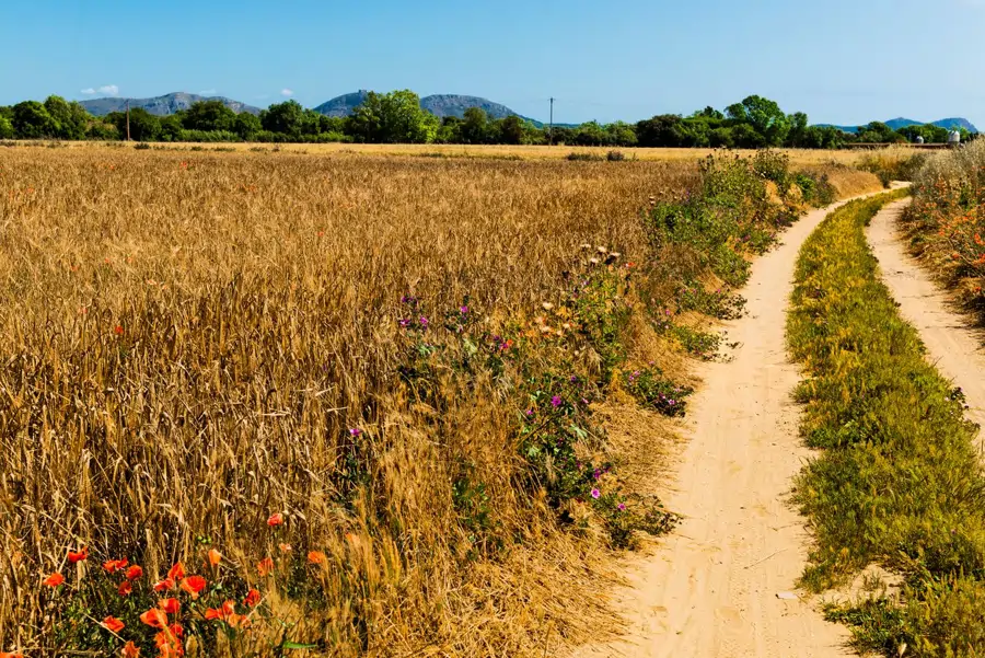 Camino de pista que une Palau Sator con Peratallada (Girona)