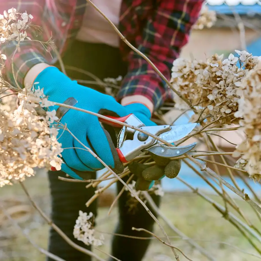 Cuándo se podan las hortensias y cómo hacerlo bien para evitar los 3 errores más comunes