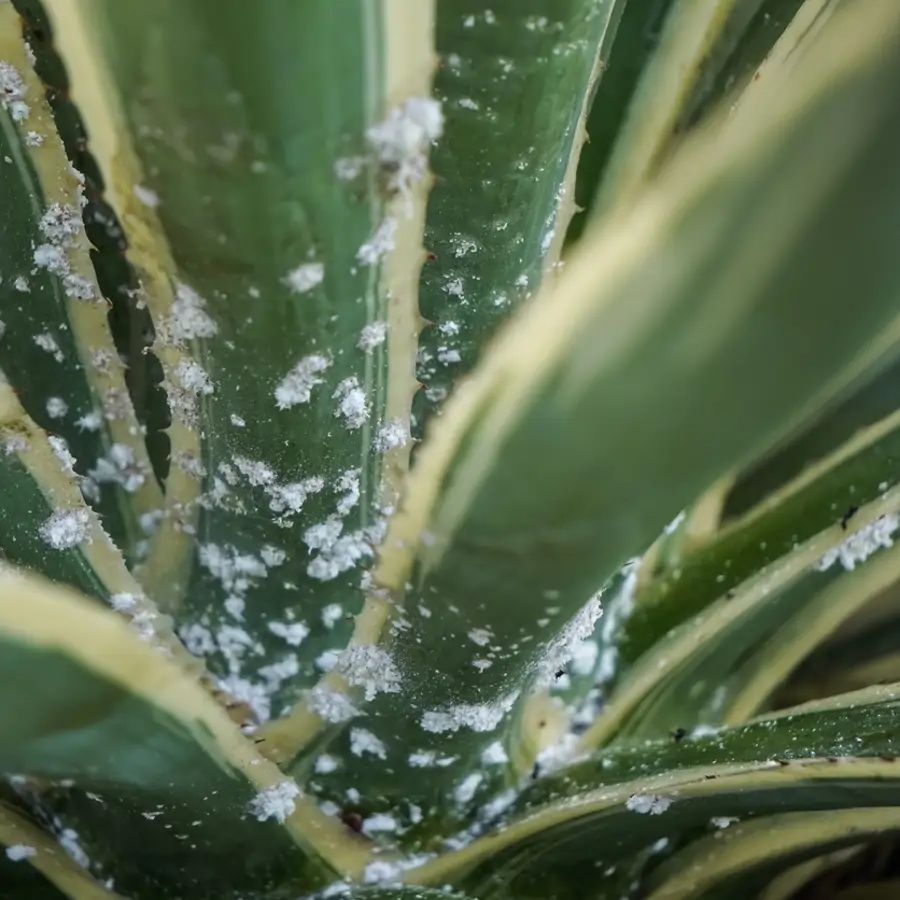 Cochinilla algodonosa en una planta de agave