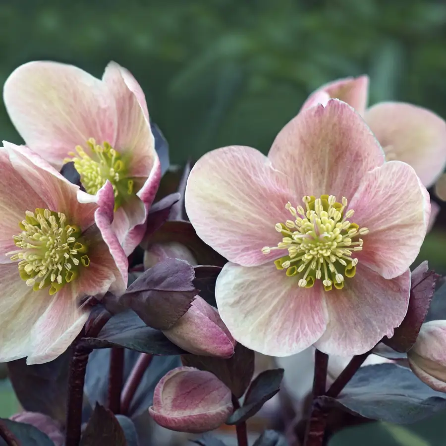 Rosa de Cuaresma: así se cuida el eléboro más bonito que alegra la casa en primavera 