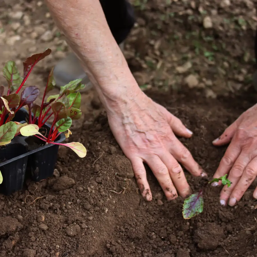 Cultivar acelgas