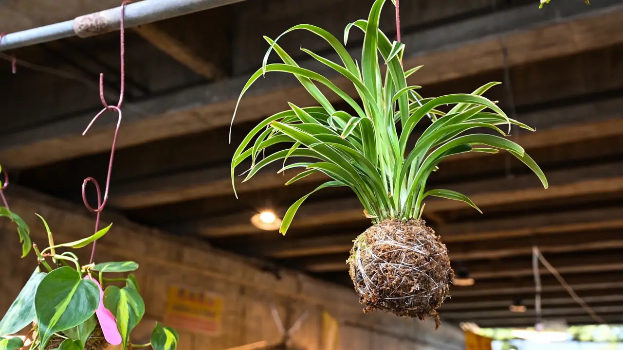 Kokedama colgante