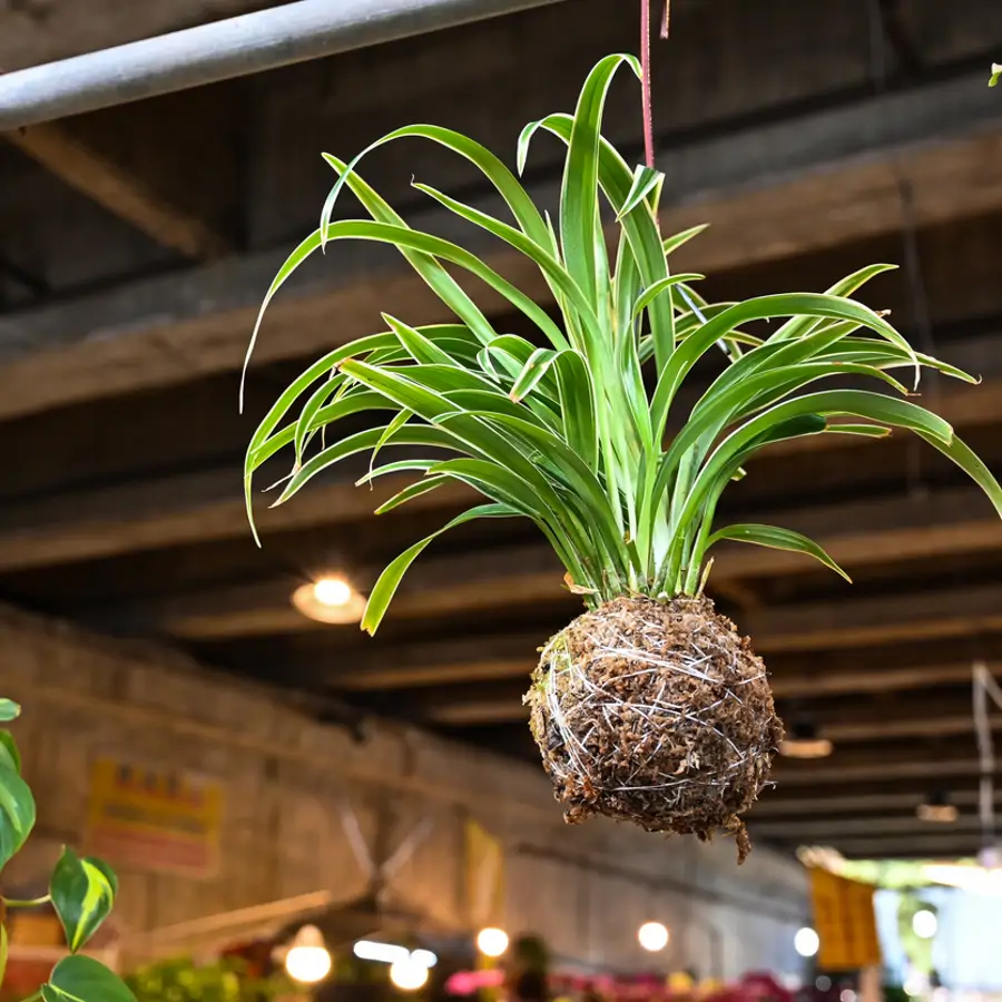 Acaba de llegar a Aldi la planta colgante de interior más bonita y decorativa para alegrar la casa 