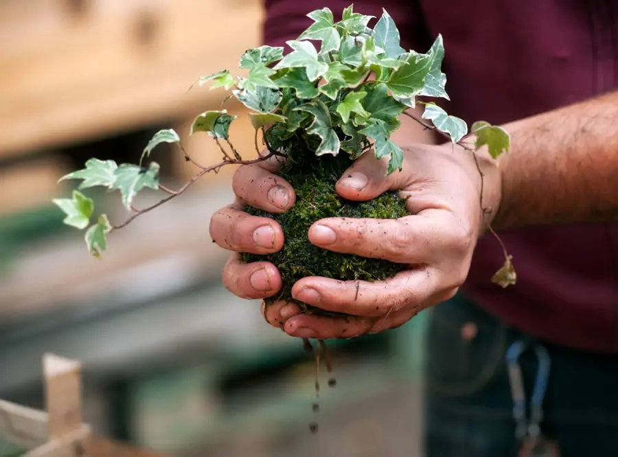 Kokedama de hiedra con musgo