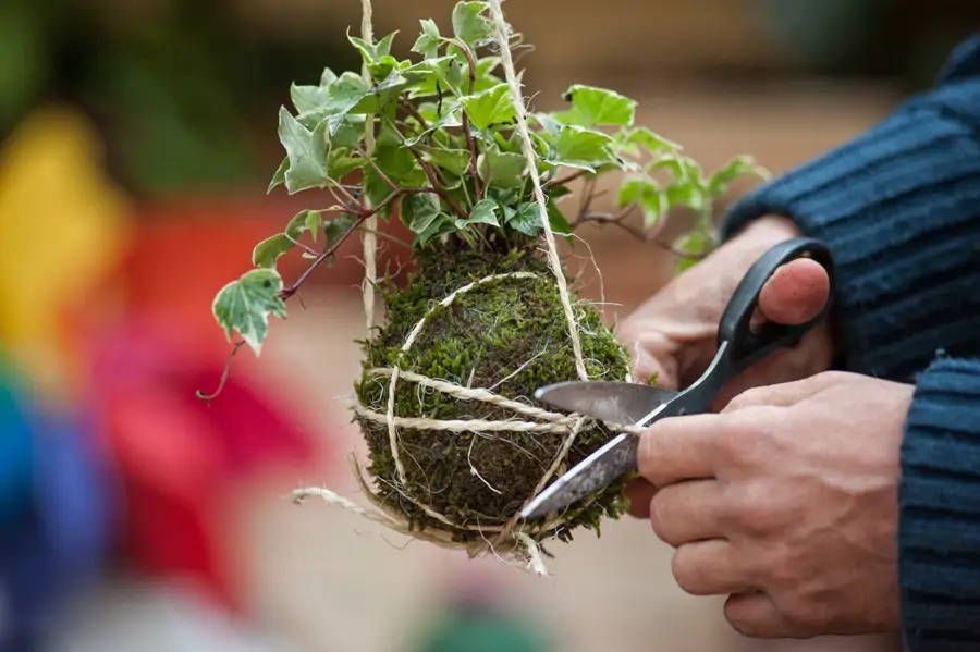 Kokedama