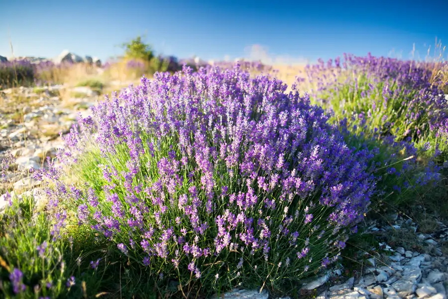 Lavandula angustifolia