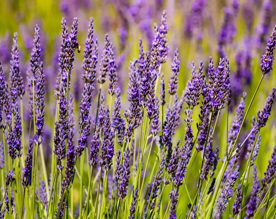 lavandula hybrida