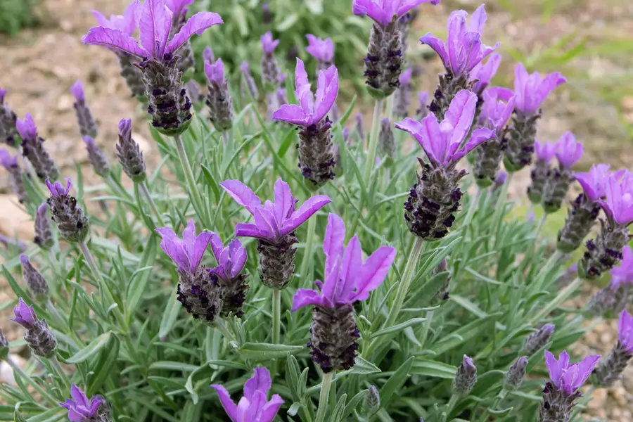 Lavandula stoechas