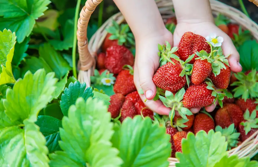 fresas en manos de niño