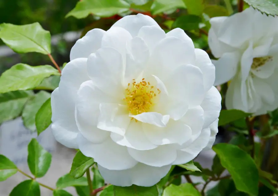 Rosa blanca iceberg