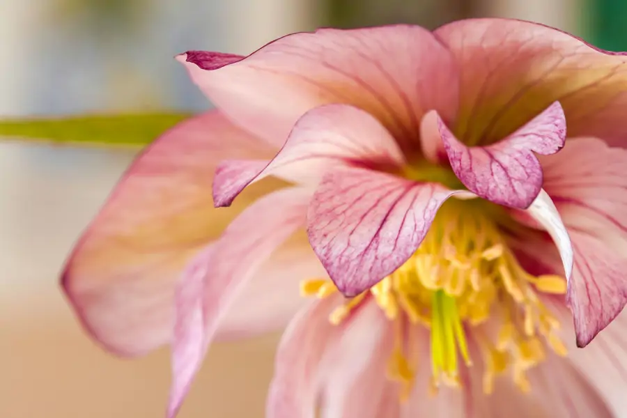 Rosa de Cuaresma o eléboro híbrido (Helleborus orientalis)