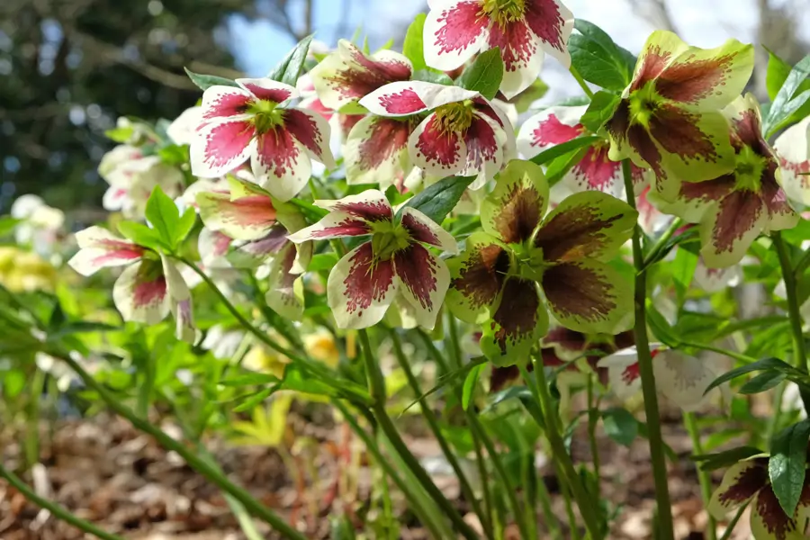 Rosa de Cuaresma o eléboro híbrido (Helleborus orientalis)