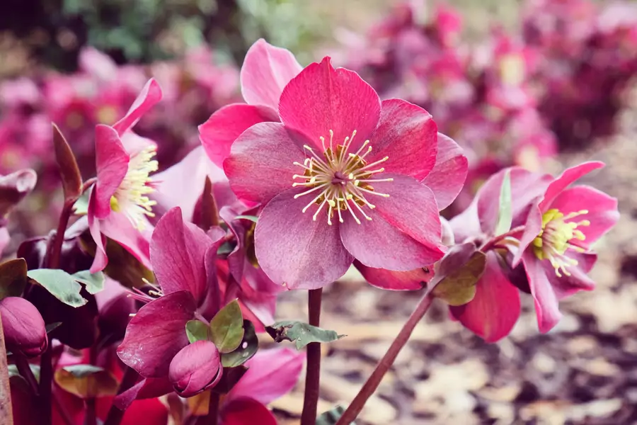 Rosa de Cuaresma o eléboro híbrido rosa