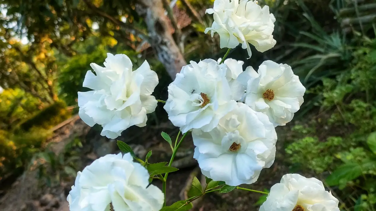 Rosa trepadora iceberg