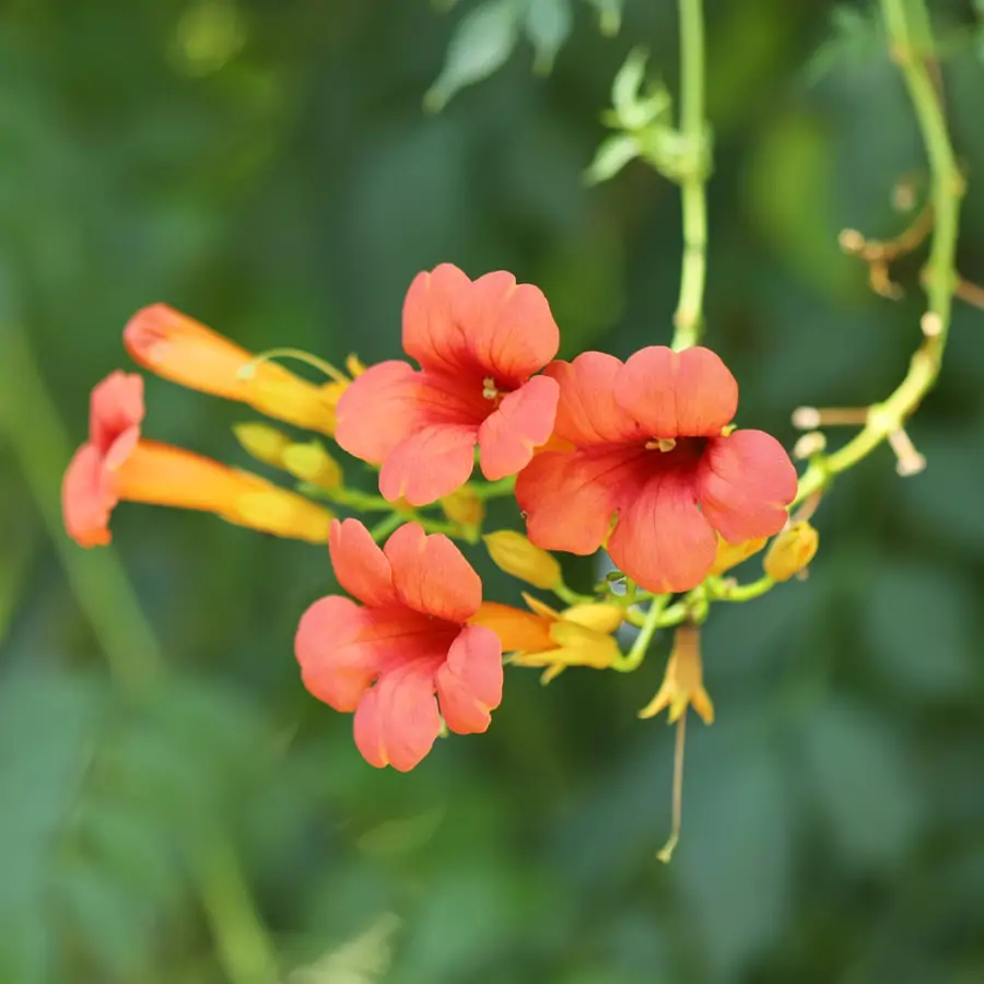 Trompeta china trepadora (campsis grandiflora)