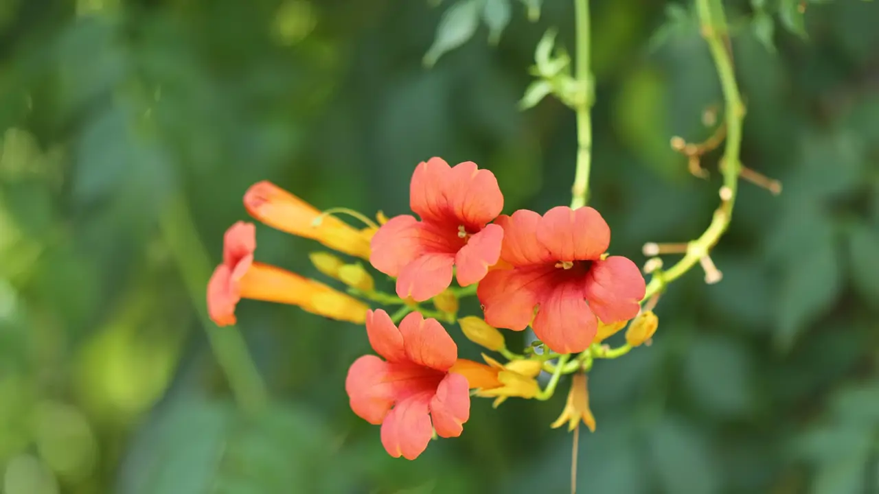 Trompeta china trepadora (campsis grandiflora)