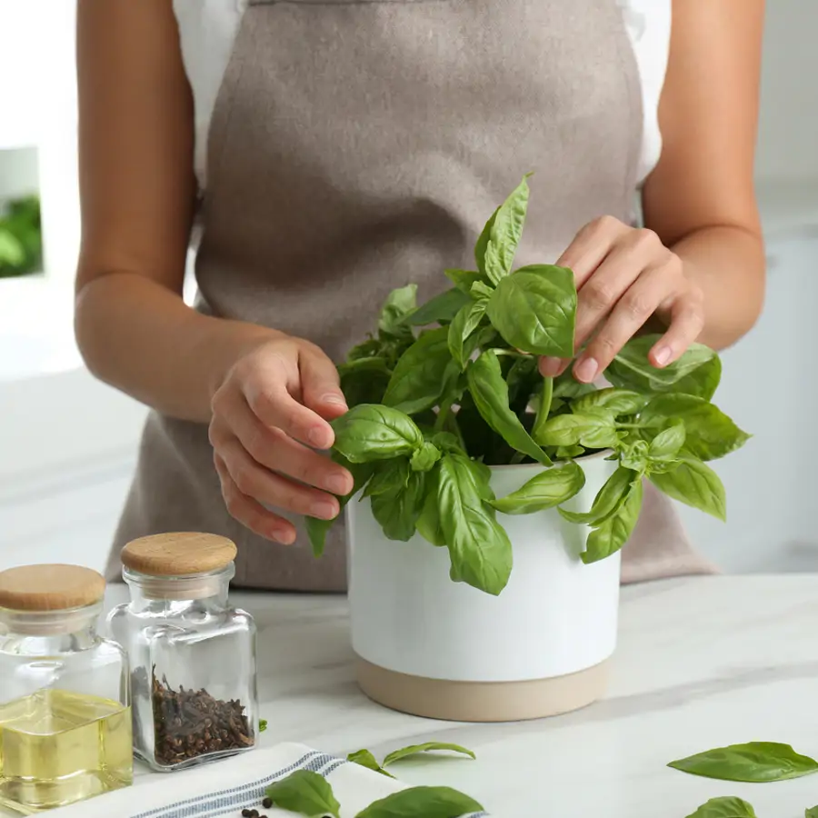 Desde que tengo estas plantas en la cocina siguiendo el feng shui, me siento más a gusto cocinando y huele siempre de maravilla