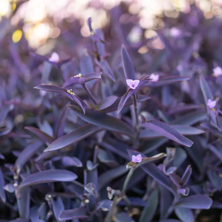 La planta de hojas moradas que lo resiste todo y estalla en diminutas flores que alegran cualquier rincón