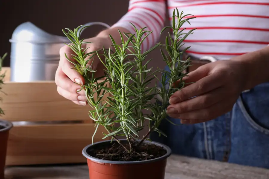 Mujer cuidando una planta de romero