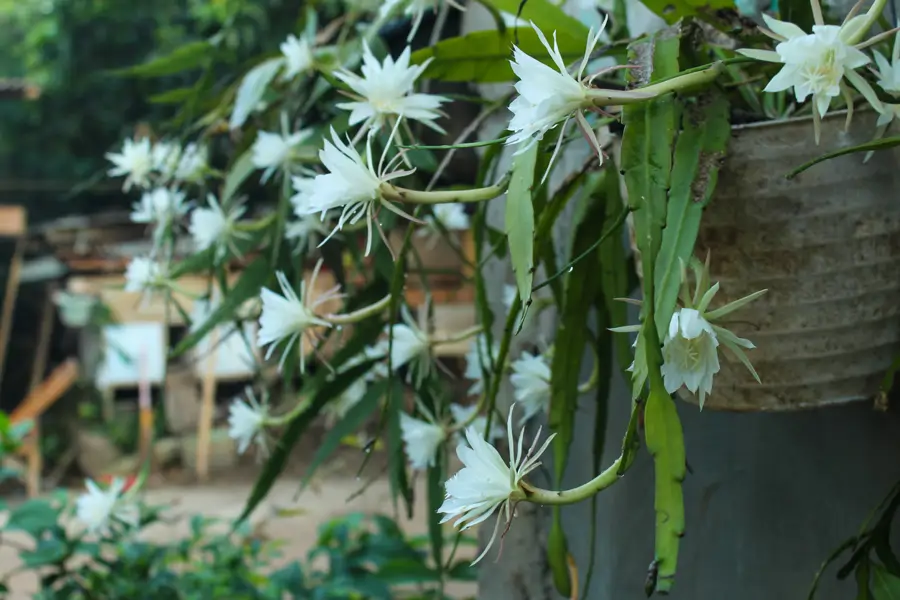 EPIPHYLLUM ANGULIGER