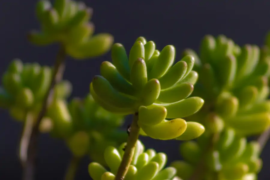 SENECIO RADICANS