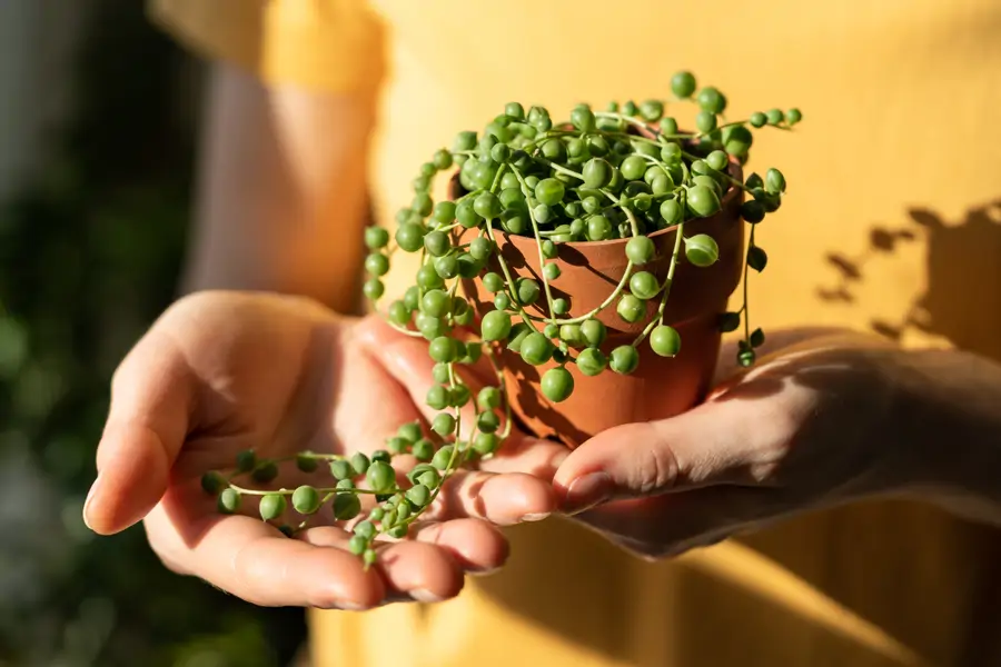 SENECIO ROWLEYANUS