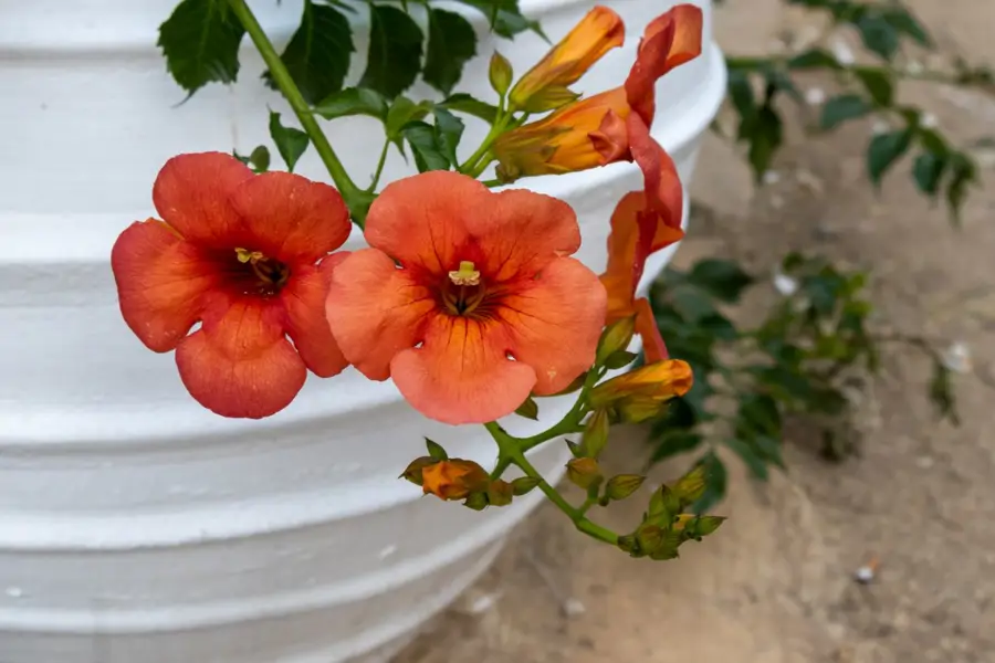 Campsis grandiflora o trompeta china en maceta