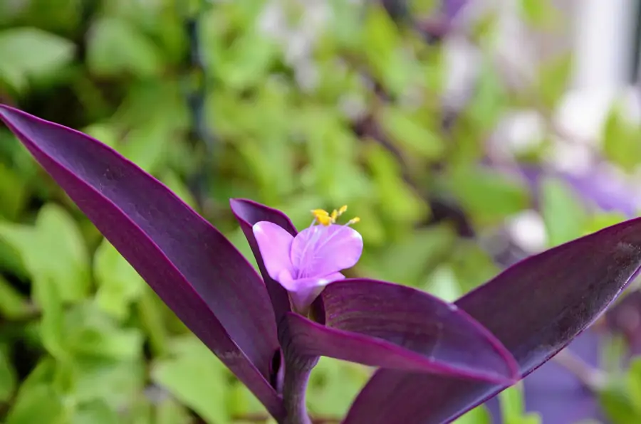 Tradescantia flor