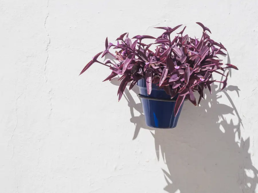 Tradescantia