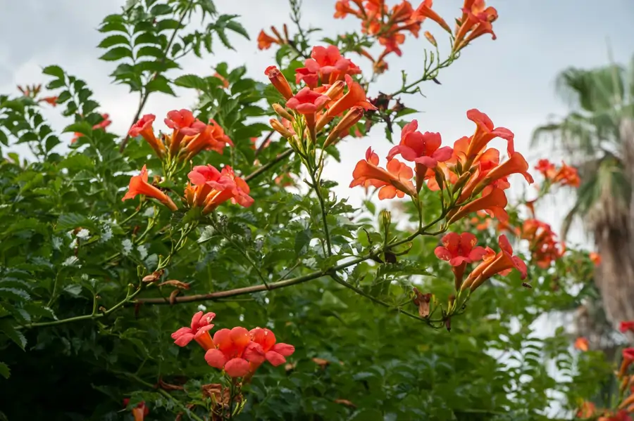 Trompeta china (Campsis grandiflora)