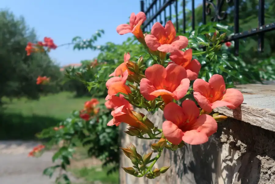 Trompeta china (Campsis grandifolia)