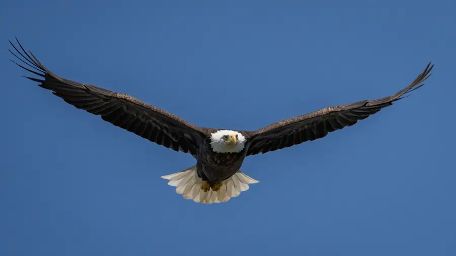 águila