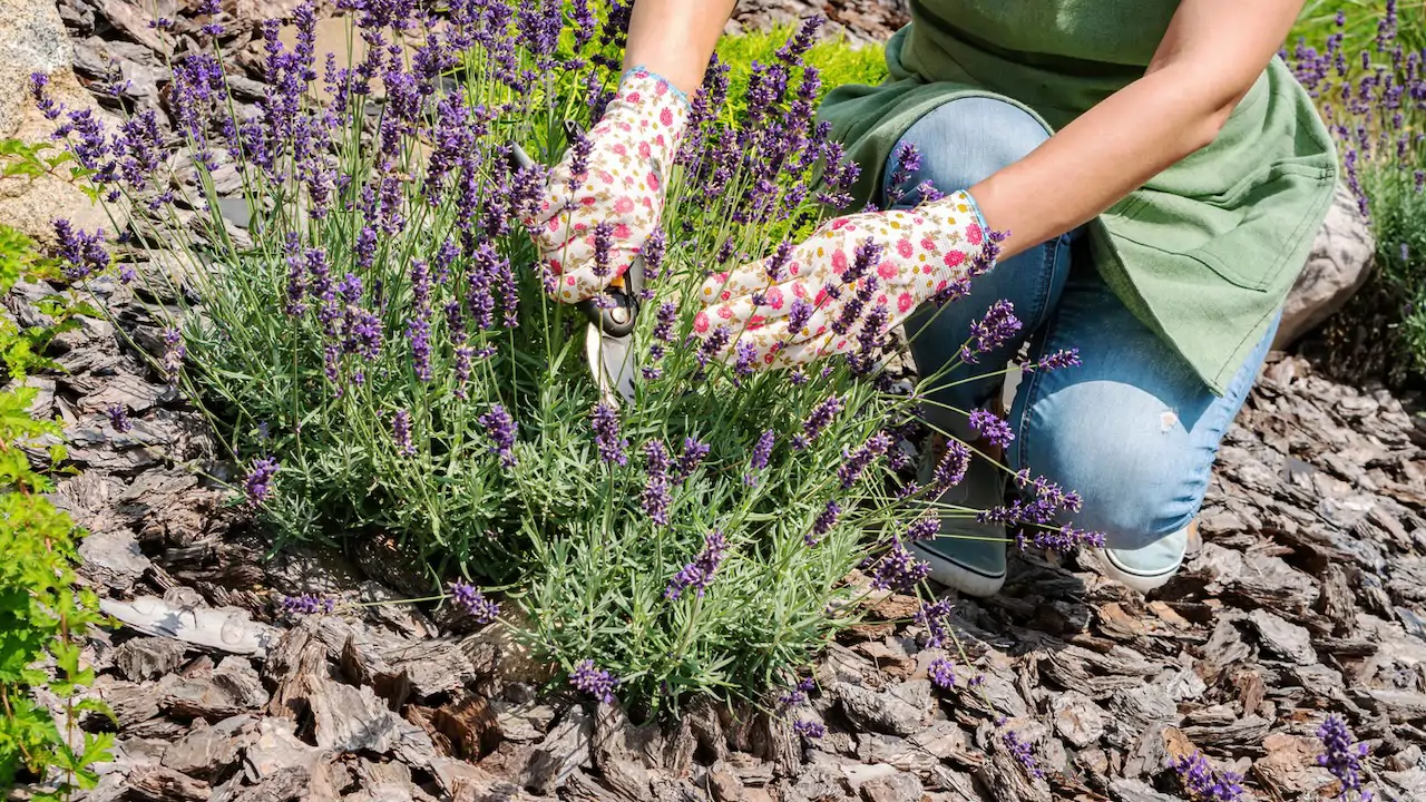 podar lavanda