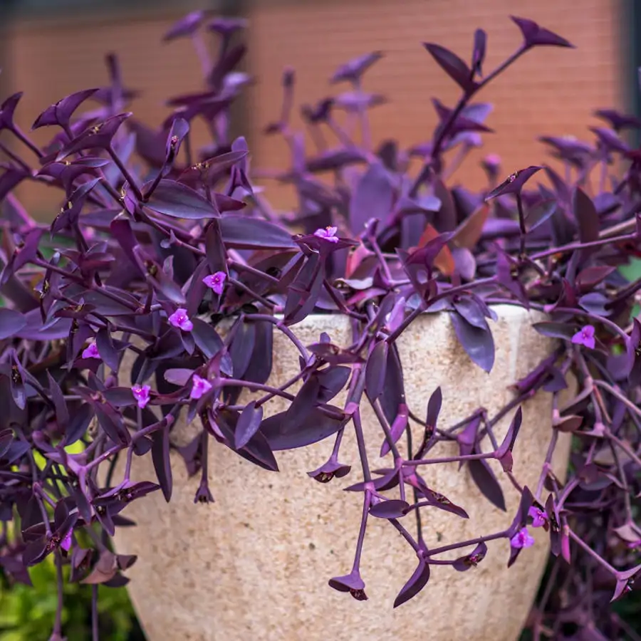 La planta que nunca se muere: sus exóticas hojas moradas y diminutas flores alegran cualquier rincón