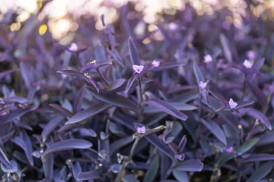 Tradescantia pallida