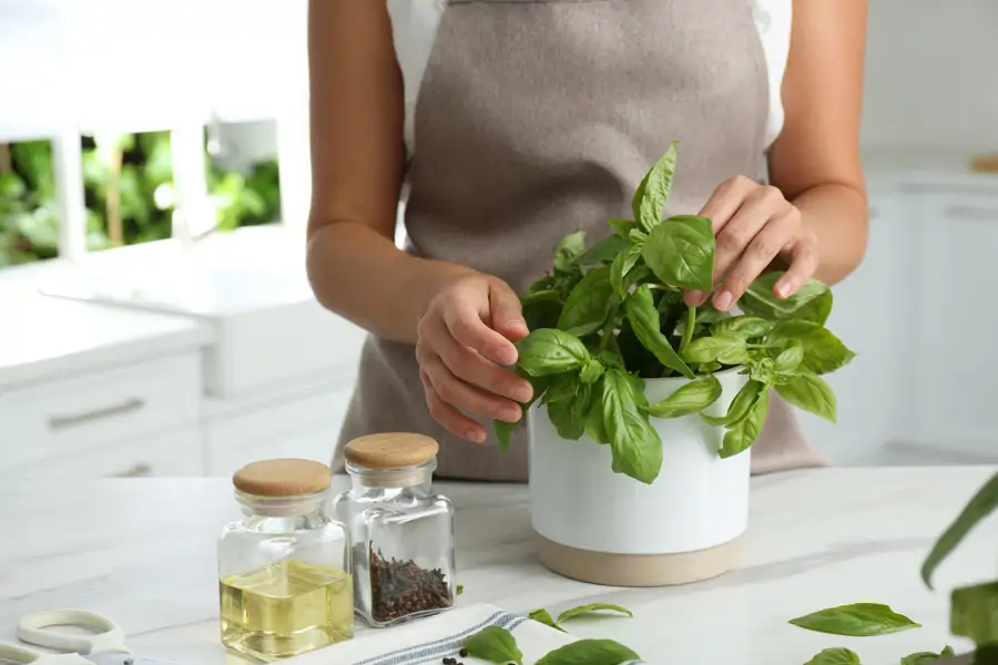 Mujer cuidando una planta de albahaca en la cocina