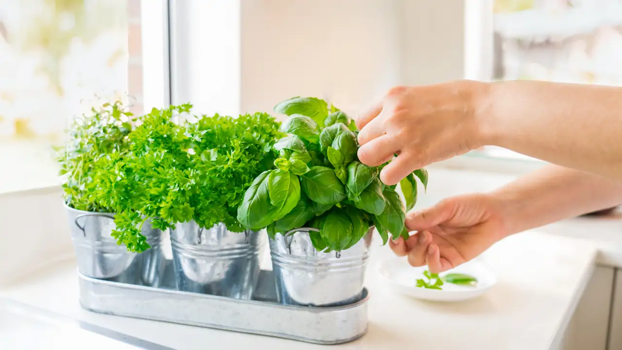 Plantas aromáticas en la cocina