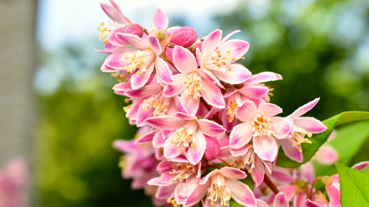 Deutzia