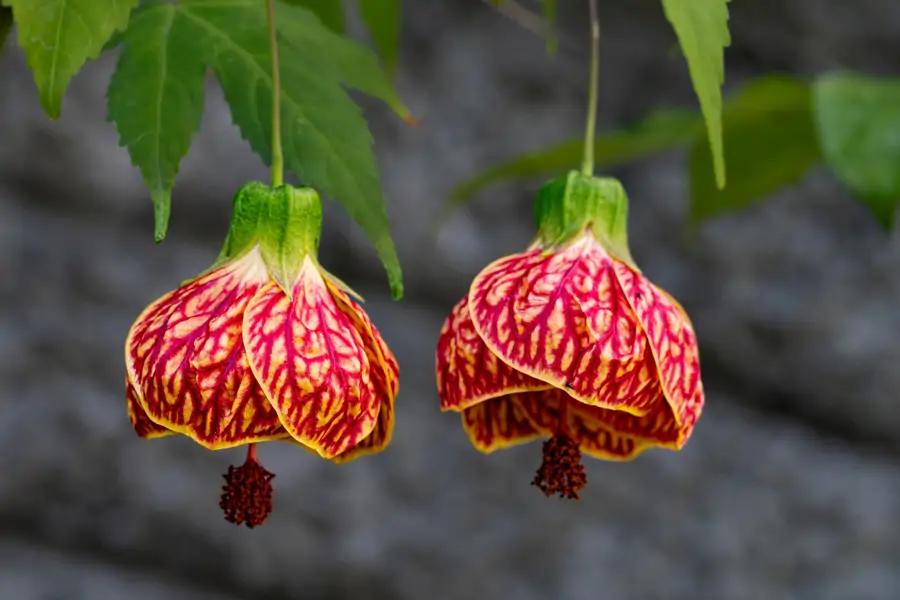 Abutilón striatum