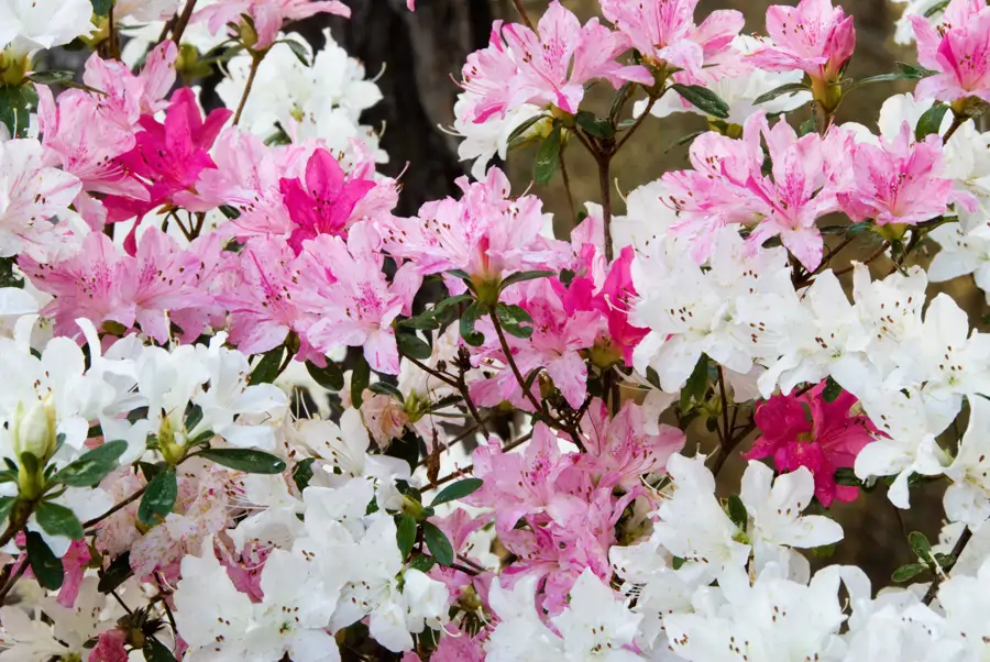 Azalea
