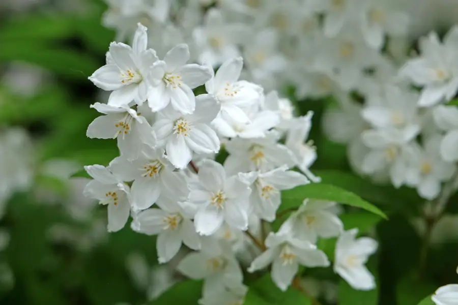 DEUTZIA GRACILIS