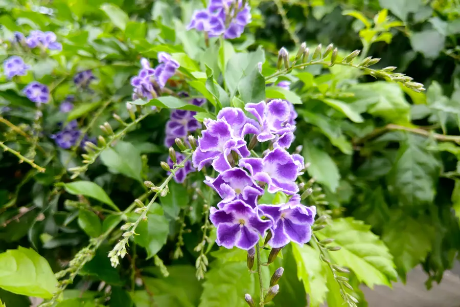 DURANTA ERECTA