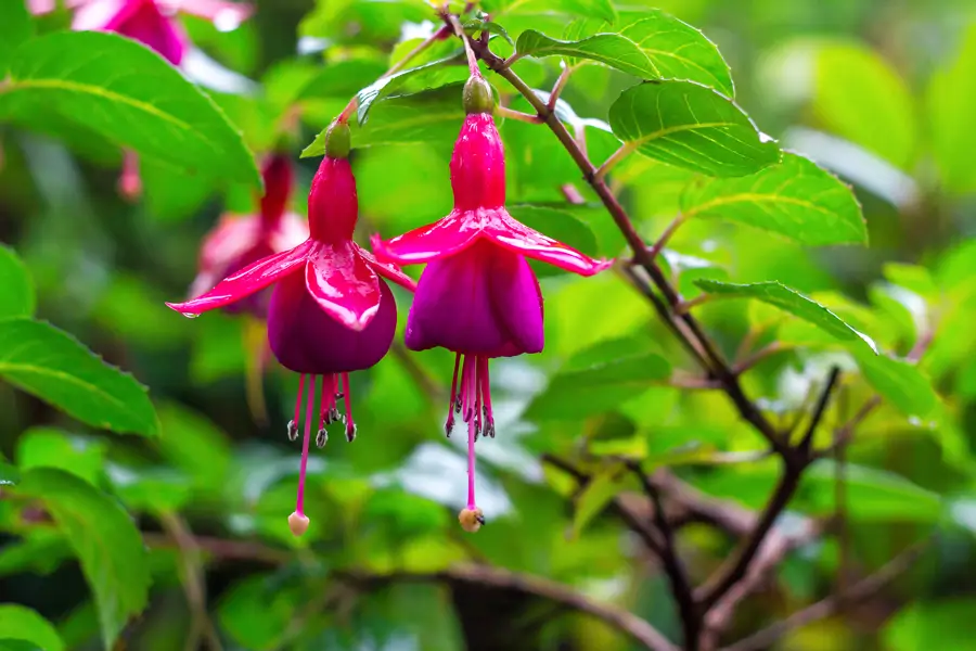 FUCHSIA MAGELLANICA
