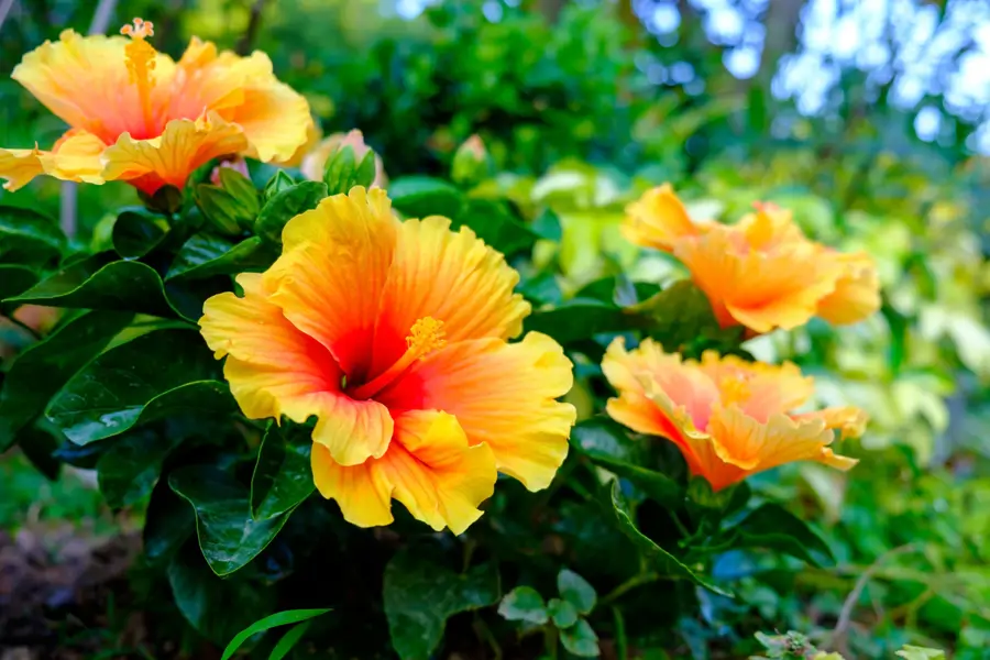 Hibisco