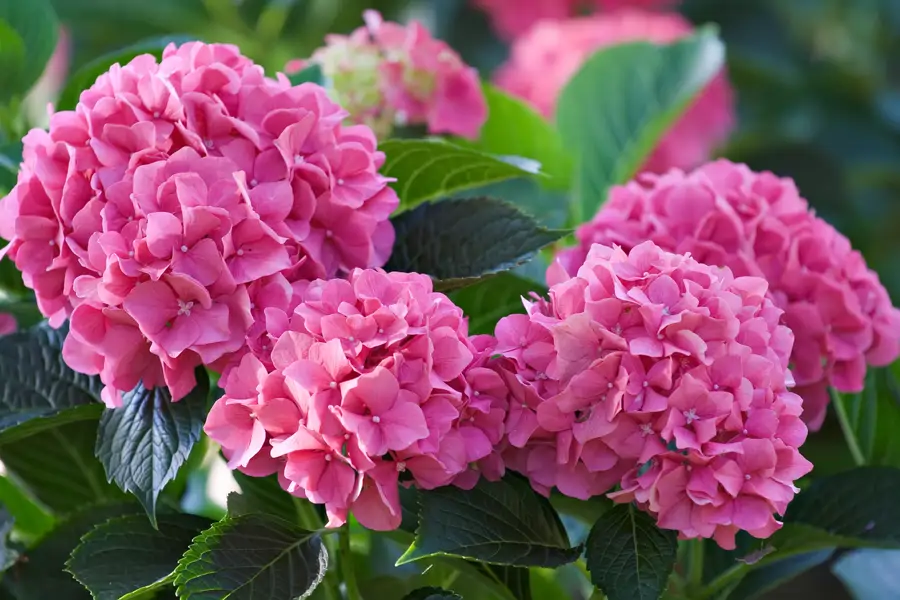 Hortensia rosa