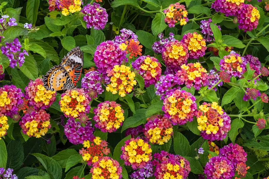 Lantana