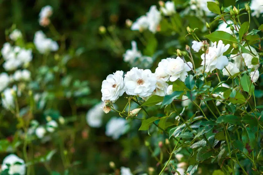 Rosal iceberg en el jardín