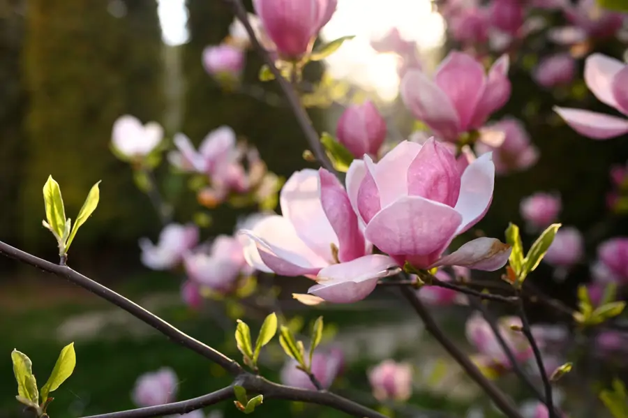 Magnolia rosada