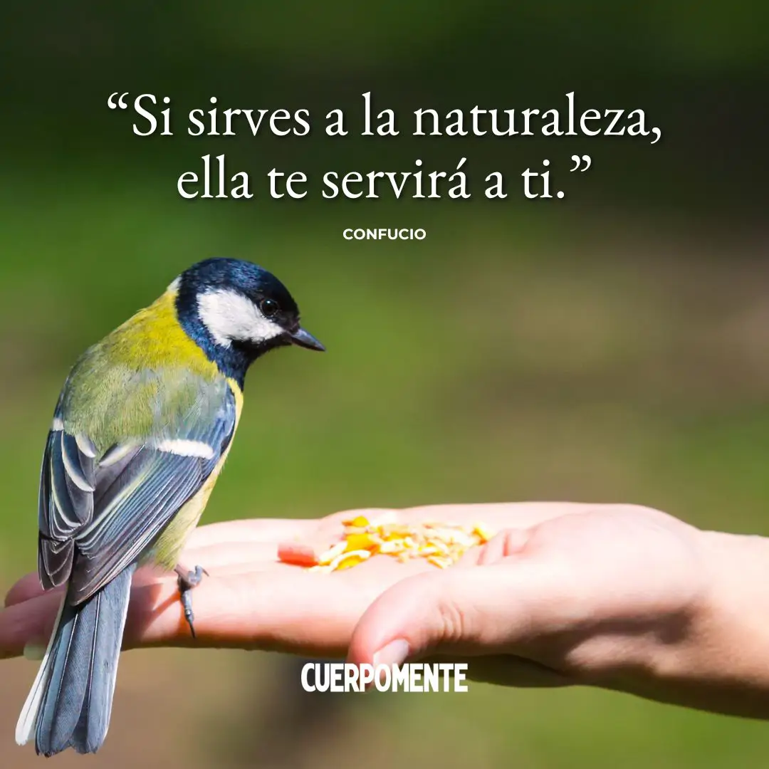 Frases naturaleza: “Si sirves a la naturaleza, ella te servirá a ti.” (Confucio)