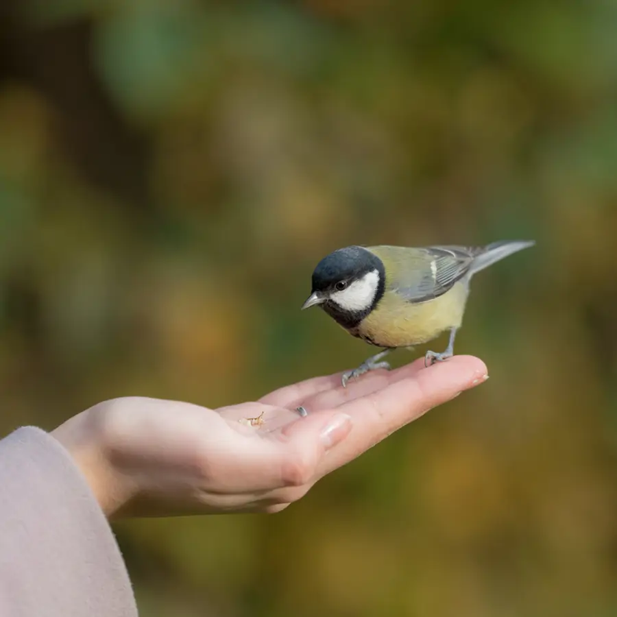 pajaro comiendo de mano